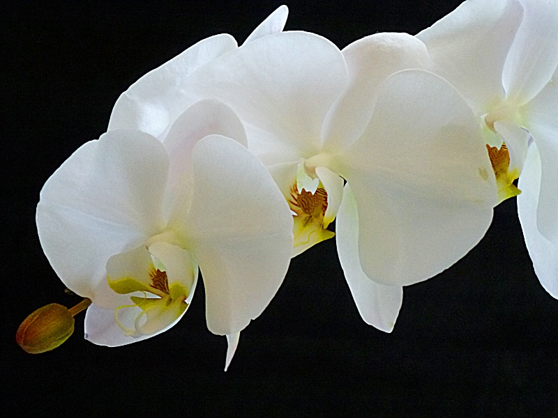 Orchid Beauty