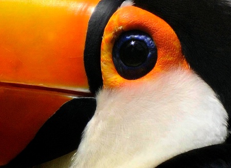 Eye Of The Toucan