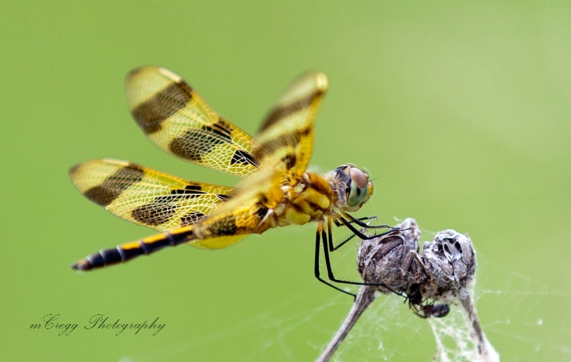 Dragon Fly