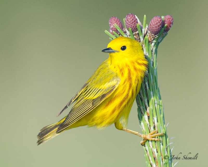 Yellow Warbler - June 19th, 2011 - ID: 11882923 © John Shemilt