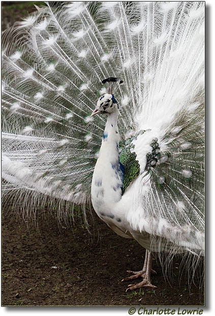 Peacock-CustomWB