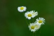 More daisies