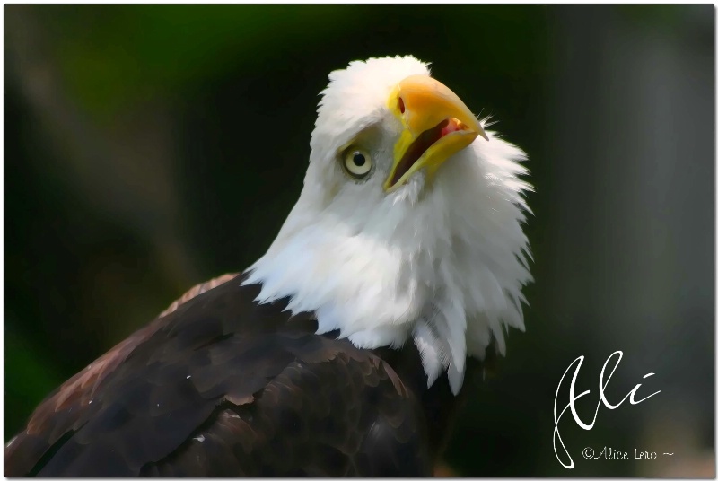 Southern Bald Eagle ~