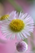 Tiny flower