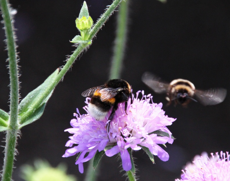 Two bees in action