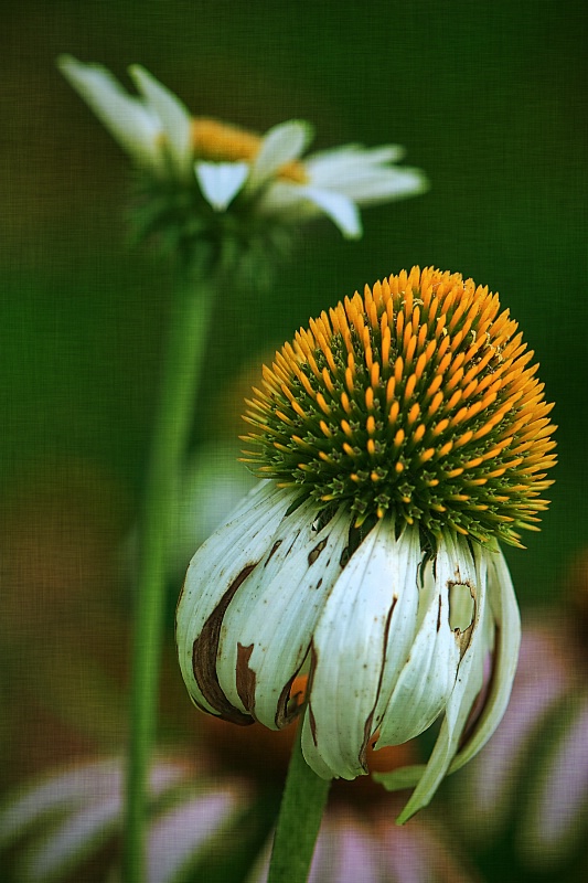The Cone Flower and the Daisy