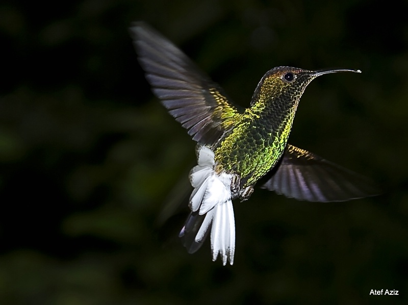 humming bird 