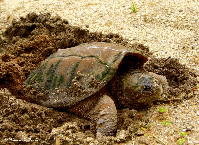 Turtle Laying Eggs