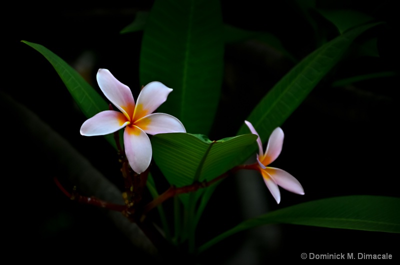 ~ LUMINESCENT PAIR ~ - ID: 11886376 © Dominick M. Dimacale