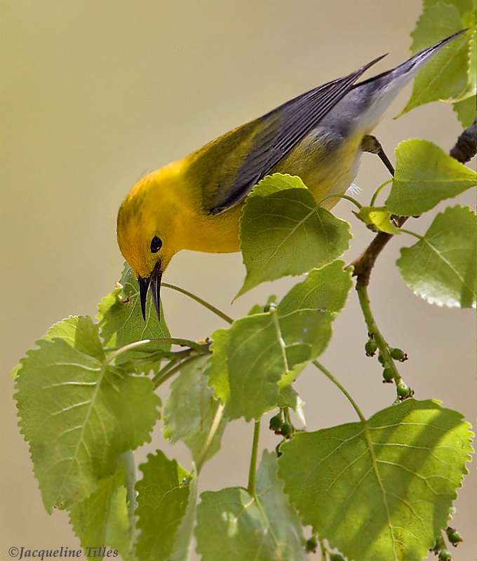 Prothonotary Warbler - ID: 11886422 © Jacqueline A. Tilles