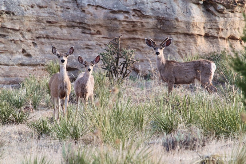 Black Mesa - Family of Mule Deer