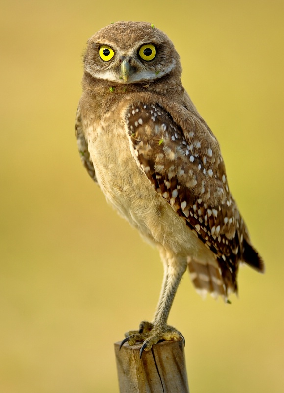 Burrowing owl in the wild
