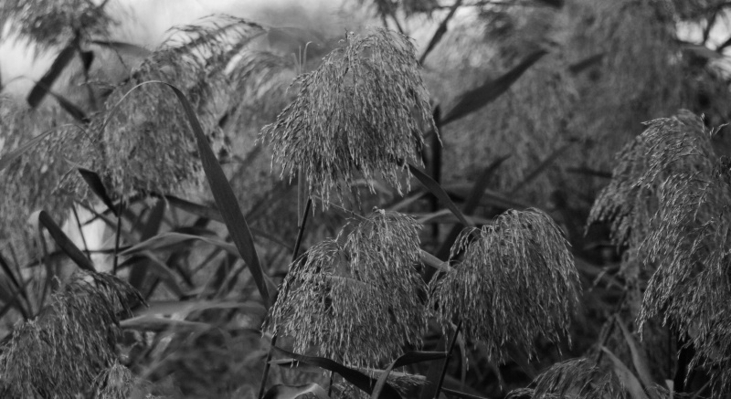 CAT TAILS IN BLACK AND WHITE