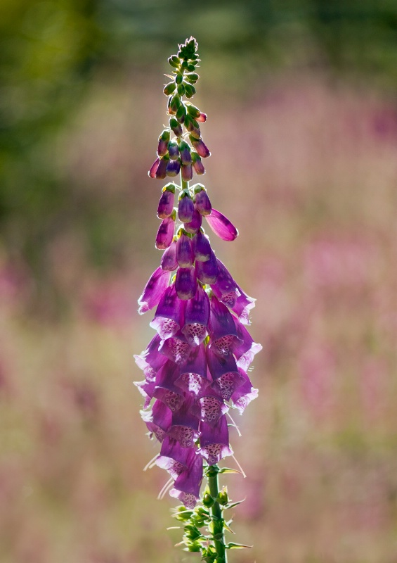 Fox Glove Morning