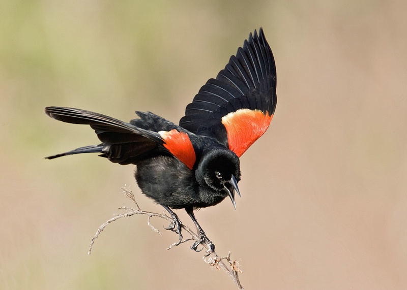 Red-winged Blackbird