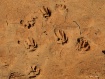 tracks in mud
