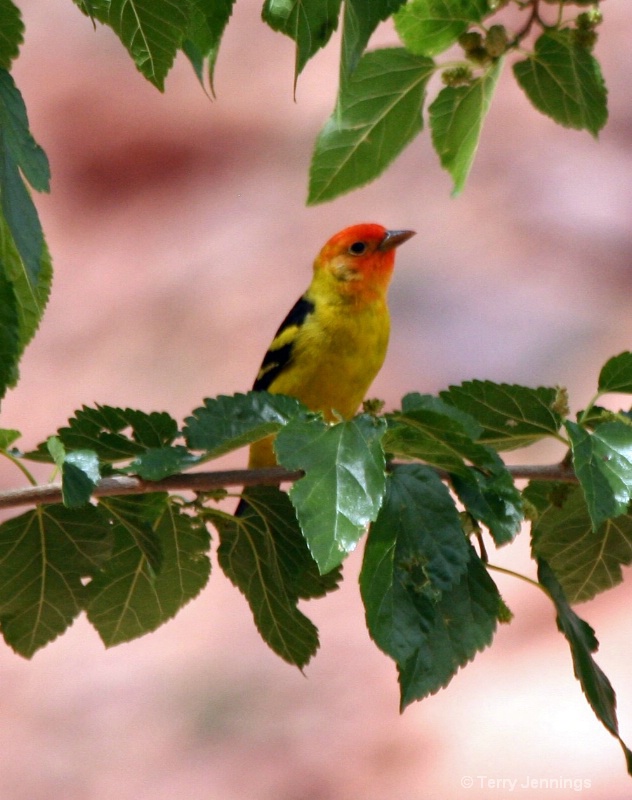 Western Tanager - ID: 11888341 © Terry Jennings