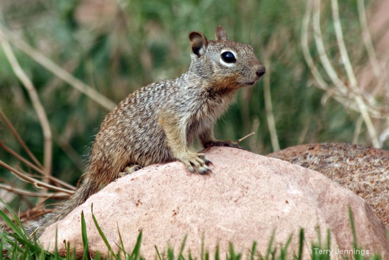 Southwestern Squirrel - ID: 11888356 © Terry Jennings