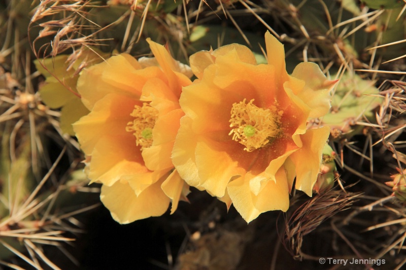 Cactus In Bloom - ID: 11888375 © Terry Jennings