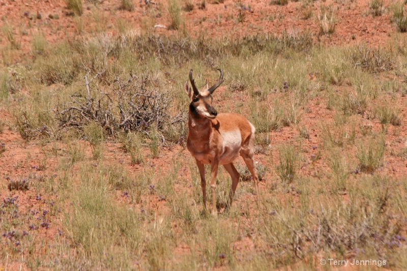 Antelope Buck - ID: 11889104 © Terry Jennings