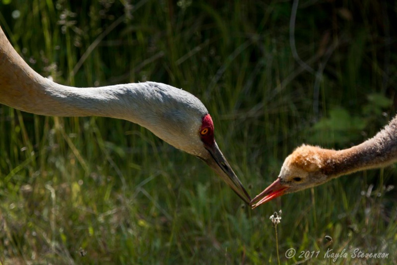 Sandhill Crane Feeding Her Chick