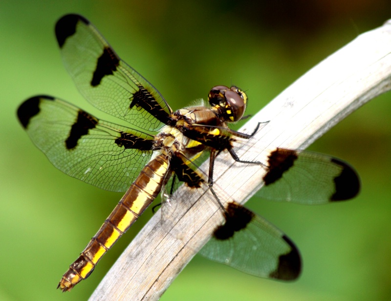 Dragonfly