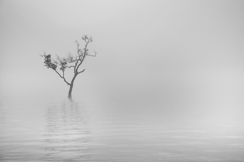 lonely tree in hazy morning