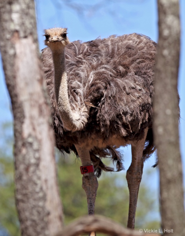 PEEPING OSTRICH