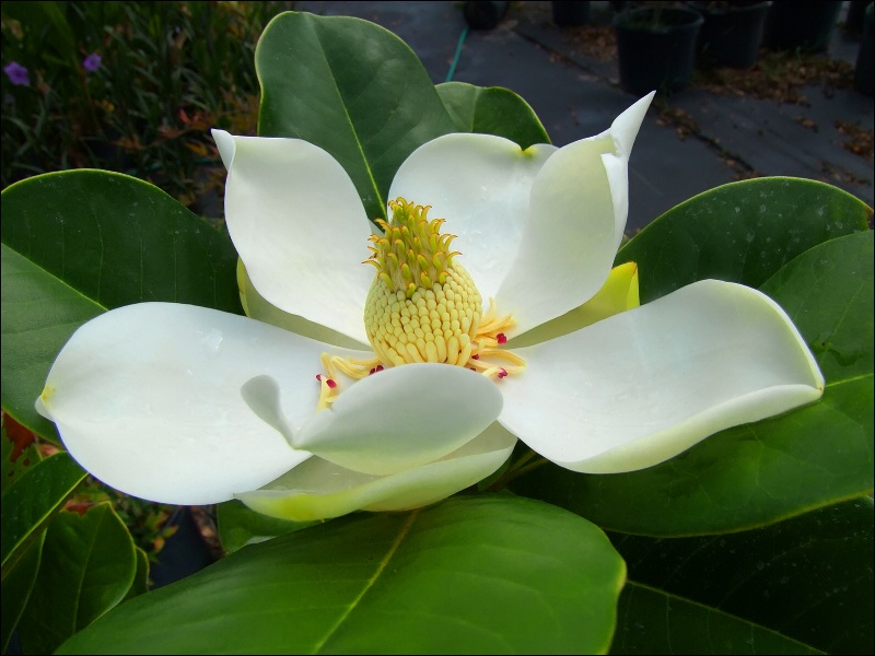 A Magnolia