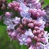 Lavender Lace - ID: 11892727 © Myron Schiffer