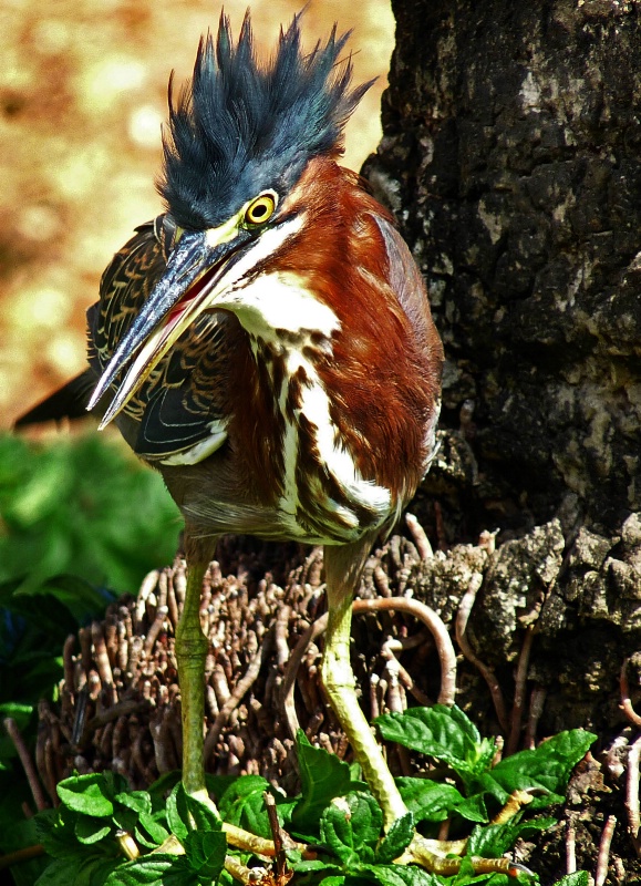 Striated Heron with "Mohawk"