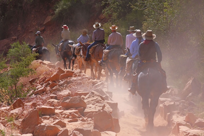 Mule Train