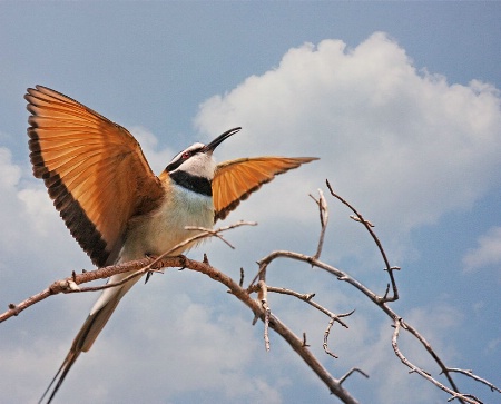 White Throated Bee Eater