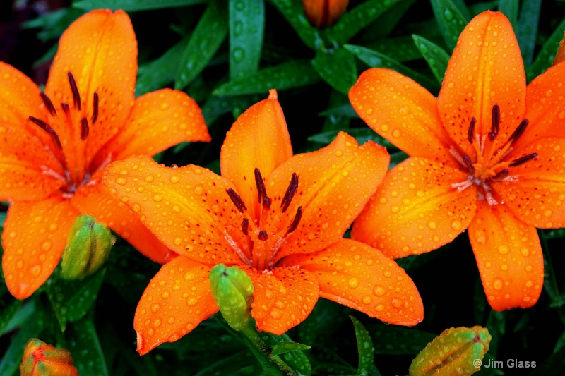 Orange Tiger Lilies