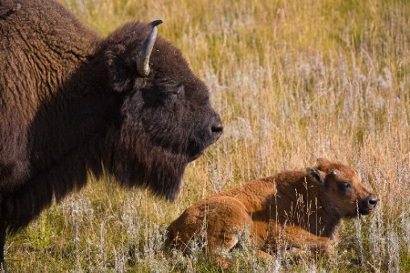 Bison and Calf (Bison bison)