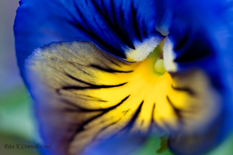 close up of a pansy