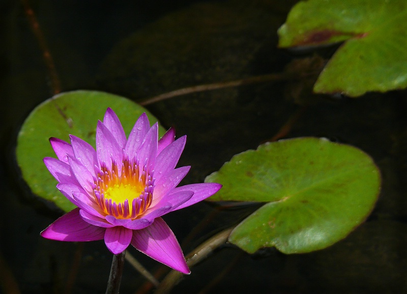 Luminous Lotus
