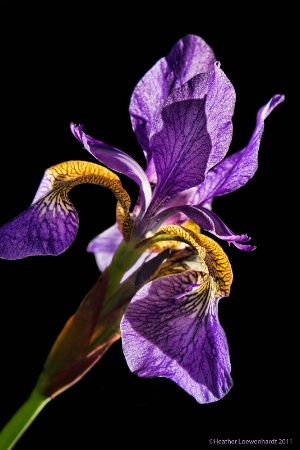 Illuminated Iris<br>Finalist  - June 2011