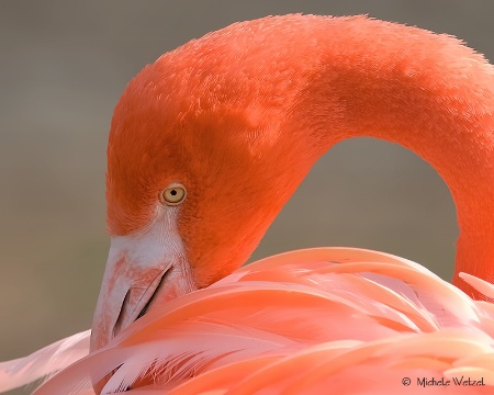 Flamingo