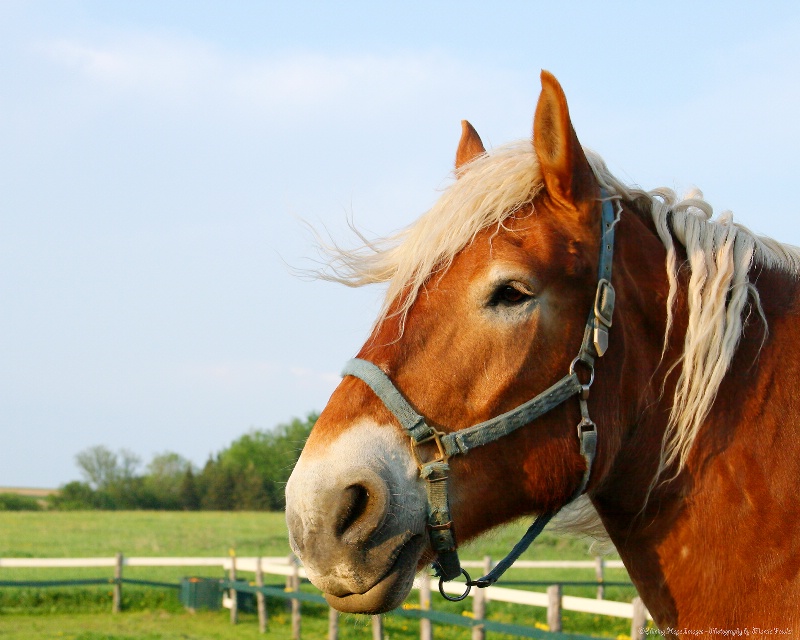 ~Belgian Mare~