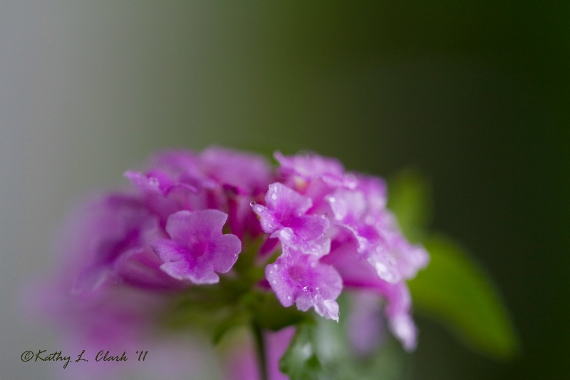 Lantanas