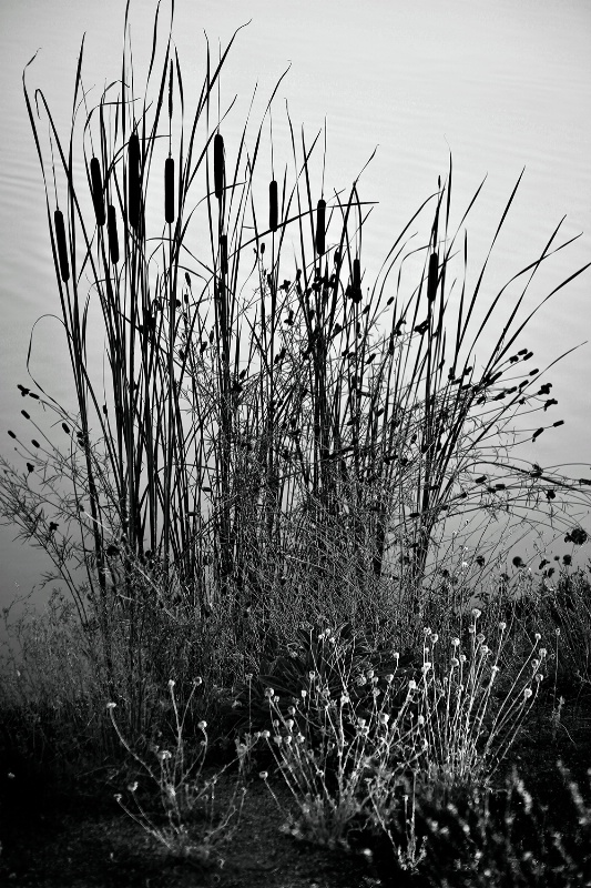 CATTAILS - ID: 11896648 © Patricia A. Casey