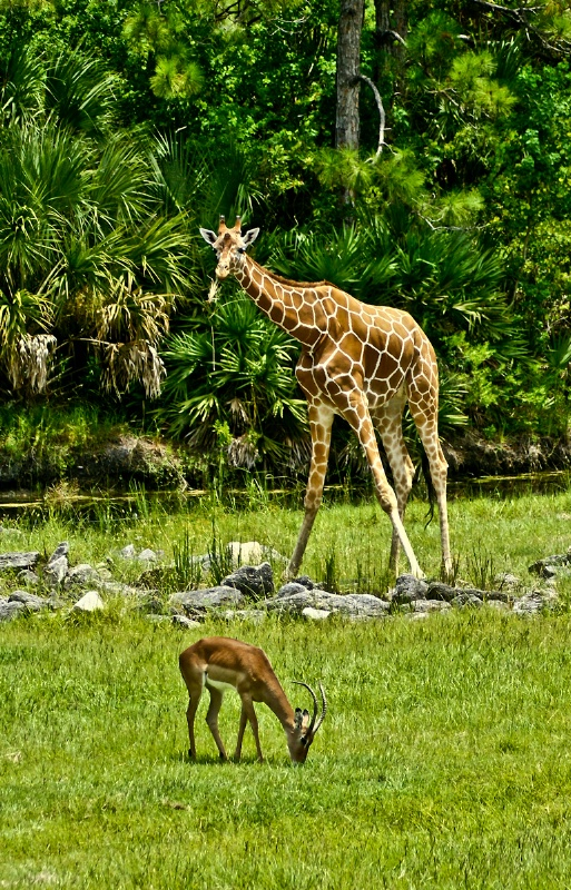 Giraffe and Co.