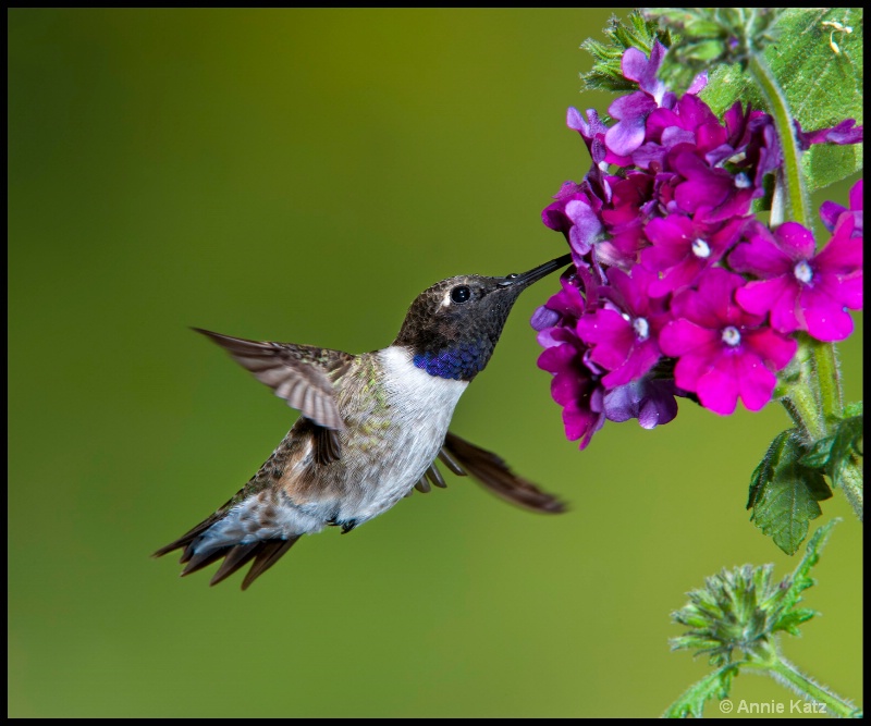 bc black chin hummingbird - ID: 11897595 © Annie Katz