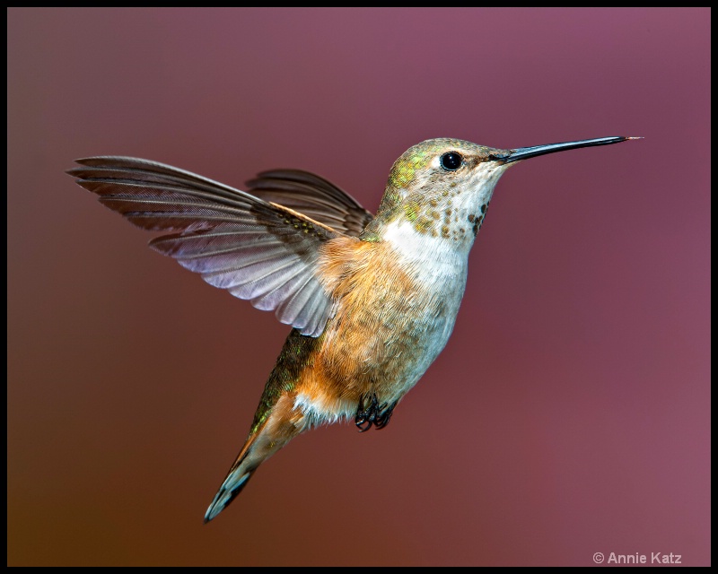 bc hummingbird - ID: 11897597 © Annie Katz