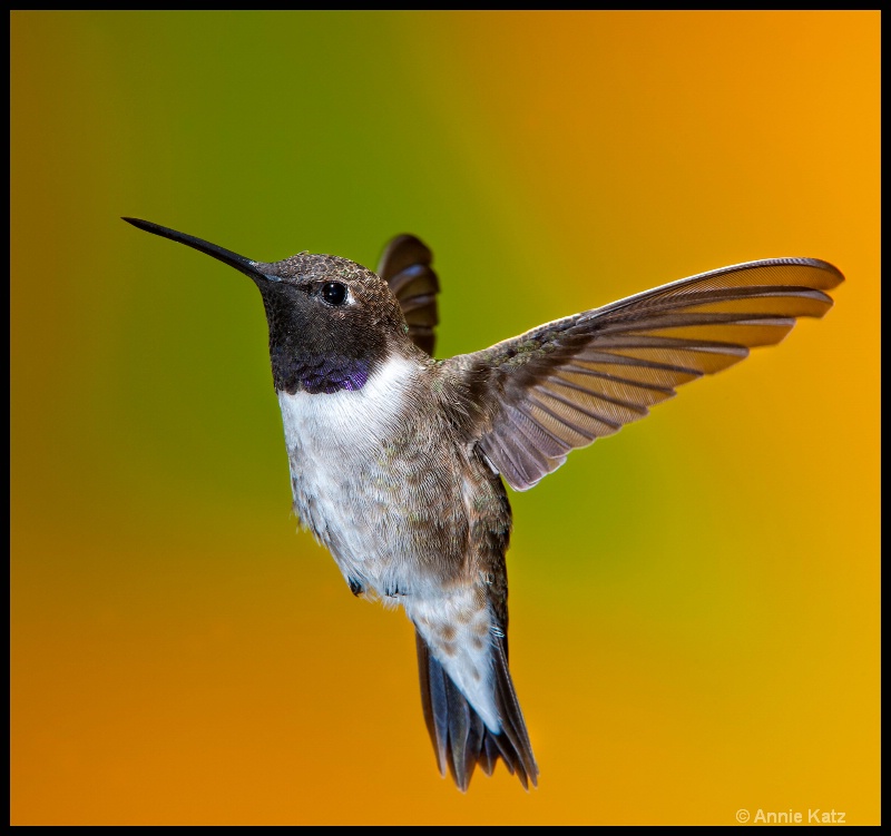 black chin hummingbird - ID: 11897605 © Annie Katz