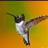 © Annie Katz PhotoID # 11897605: black chin hummingbird