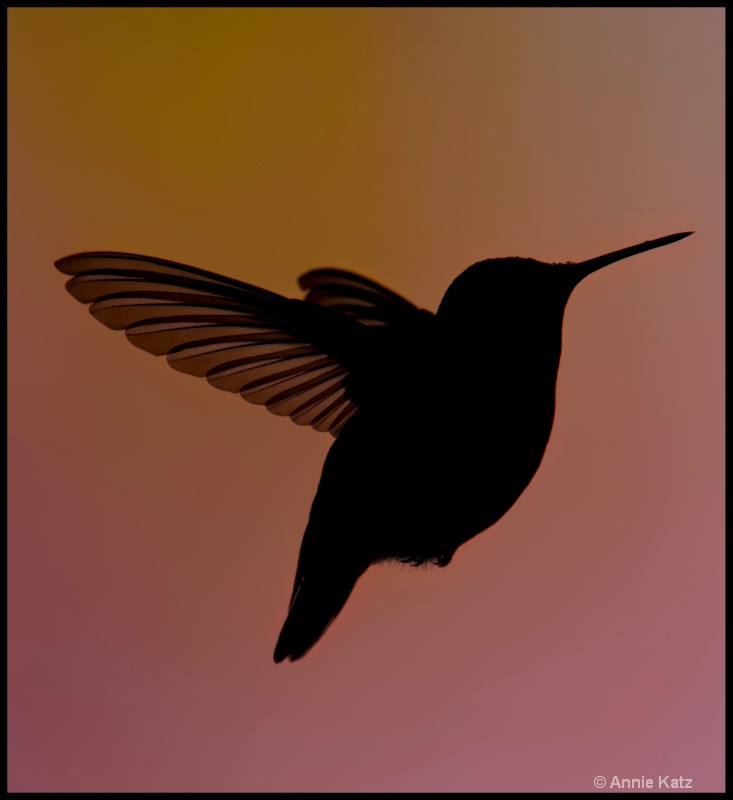 hummingbird silhouette - ID: 11897649 © Annie Katz