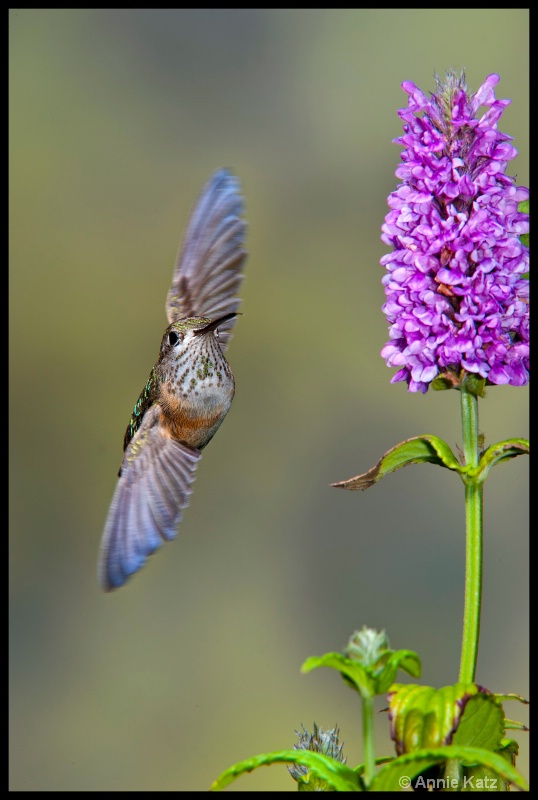 hummingbird slip - ID: 11897651 © Annie Katz
