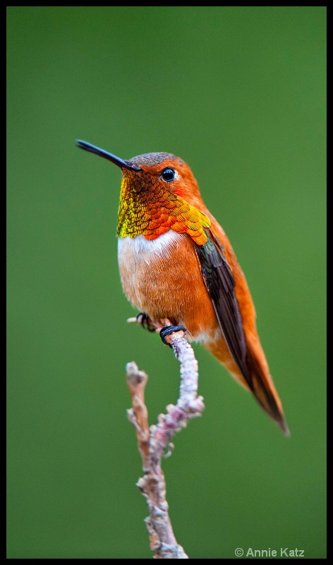 resting - ID: 11897688 © Annie Katz